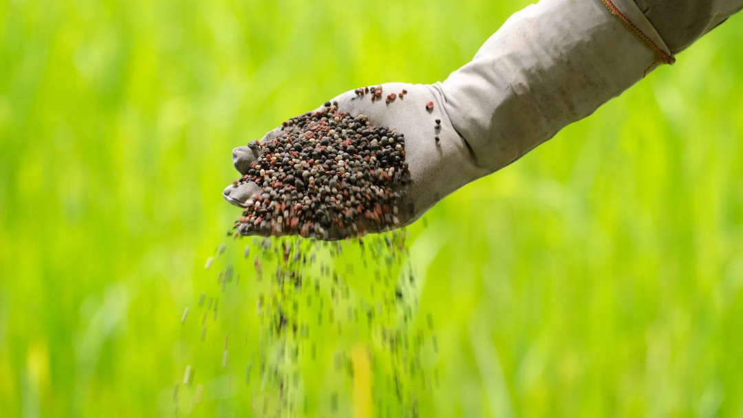 Hububat Gübreleme: Buğday ve Arpa için En İyi Yöntemler