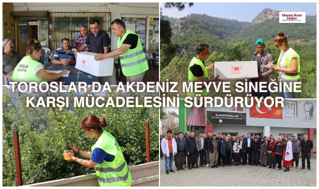 TOROSLAR'DA AKDENİZ MEYVE SİNEĞİNE KARŞI MÜCADELESİNİ SÜRDÜRÜYOR