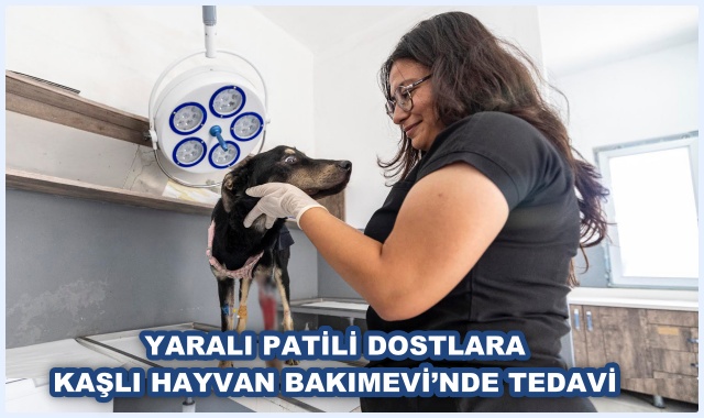 YARALI PATİLİ DOSTLARA KAŞLI HAYVAN BAKIMEVİ’NDE TEDAVİ