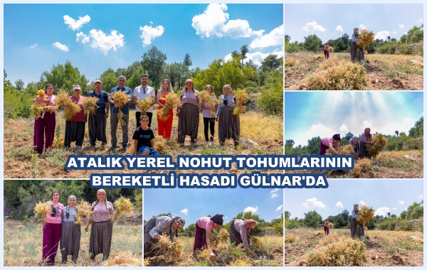 ATALIK YEREL NOHUT TOHUMLARININ BEREKETLİ HASADI GÜLNAR'DA