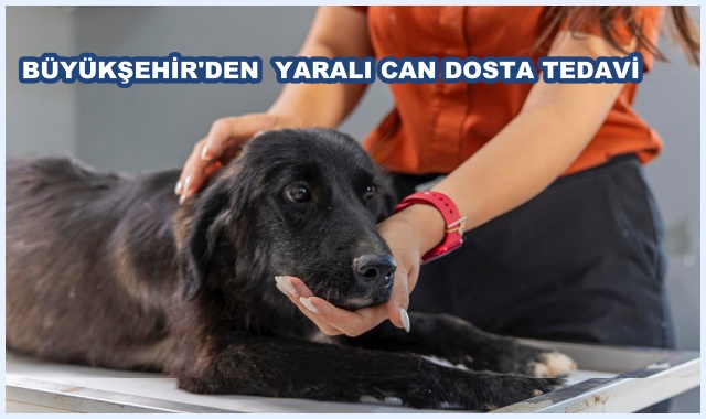 BÜYÜKŞEHİR'DEN  YARALI CAN DOSTA TEDAVİ