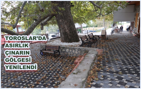 TOROSLAR’DA ASIRLIK ÇINARIN GÖLGESİ YENİLENDİ