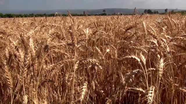 Mersin'de Buğday Hasadı Başladı