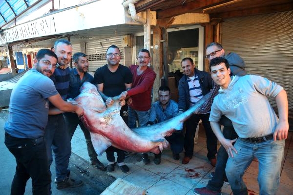Mersin'de Yakalan Köpek Balığını 10 Kişi Zor Kaldırdı